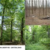 8 acre woods