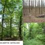 8 acre woods