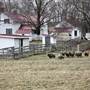 Slate Run Farm