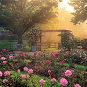 Whetstone Park/ Park of Roses